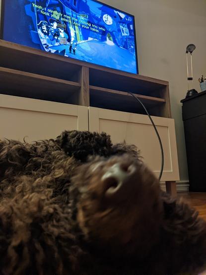 Guybrush the dog, quite uninterested in the TV