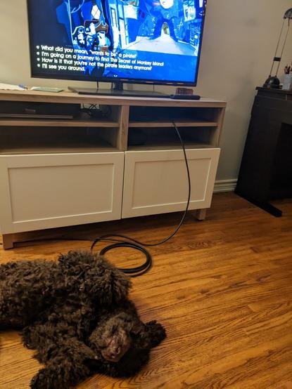 Guybrush the dog, quite uninterested in the TV