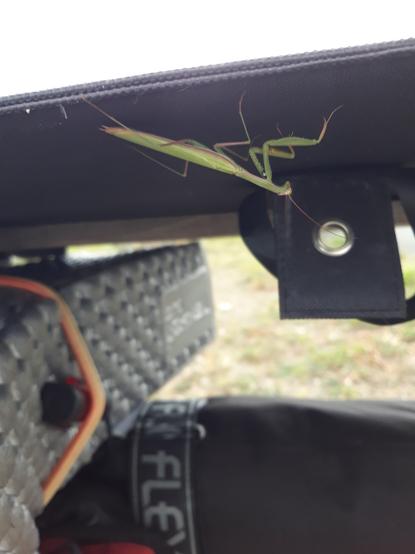 Mante religieuse accrochée sous le panneau solaire du vélo couché