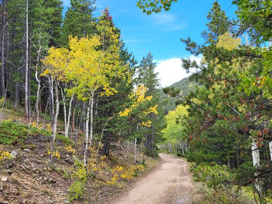 A trail with a few yellow trees on either side. I'm the background you can see part of a mountain.