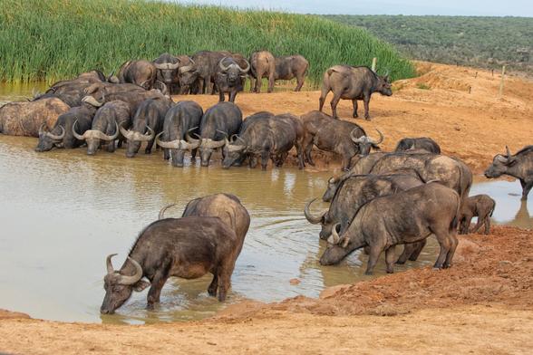 Herd of Cape buffaloes at water hole in Addo Elephant National Park South Africa