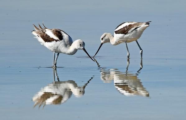 Two Avocets eat in a slough