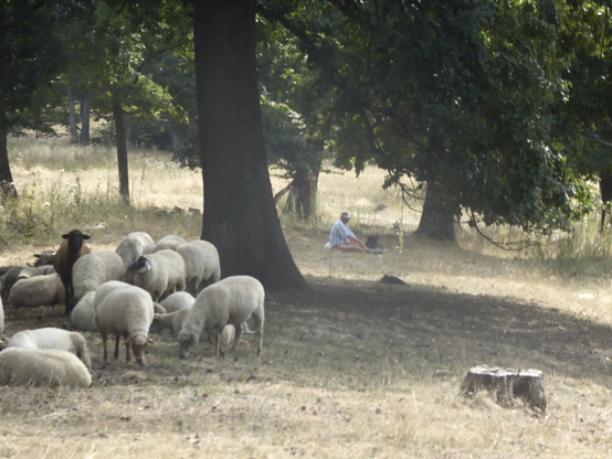 Shepherd with sheep under trees in transylvania