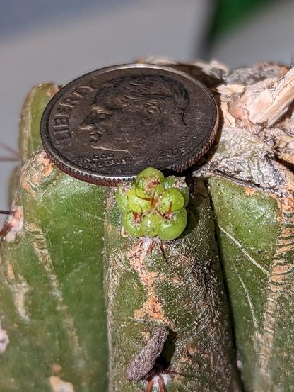 A close up pic of a columnar cactus, with a tiny pup emerging. It is much smaller than the dime above it being used for scale. 

The main body of the cactus is dark green with beige scars. The pup is a light green with little brown pre-thorns poking out.