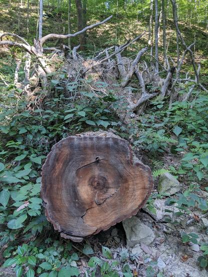 An at least 100 year old tree that had fallen across the trail and been cleared.