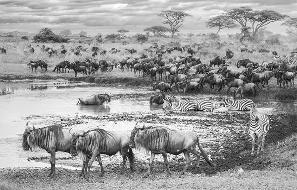 Wildebeest and zebras at a water hole in Tanzania Africa; processed in black and white.