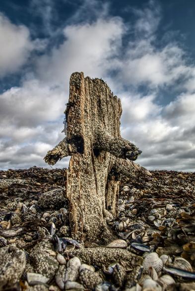 Eroded wooden pile