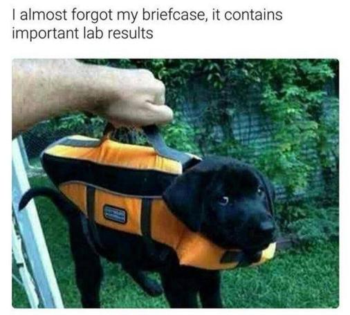 Photo of someone holding an orange dog vest/carrier with a black labrador, who's looking at the camera with interest.