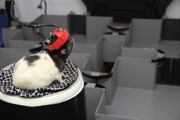 Long Evans (black and white) large rat on a pedestal, looking down on the 4-room maze, with a dual-hippocampus implant protected by a door-pushing bumper.