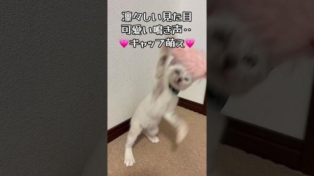 【保護 シャム猫】２足歩行ニャンコ？猫じゃらしは楽しい🎶✨イケニャン大地くんを見に来てね💗 / rescued a kitten #shorts #可愛い鳴き声 #保護猫