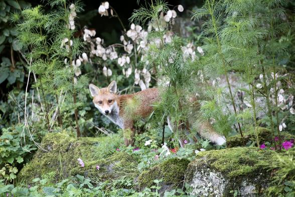 A young fox in a garden, partly hidden by plants. is looking at me and my camera.
There are rocks and plenty of plants and also a sizeable number of so called Silver Dollars (Annual Honesty) behind the fox