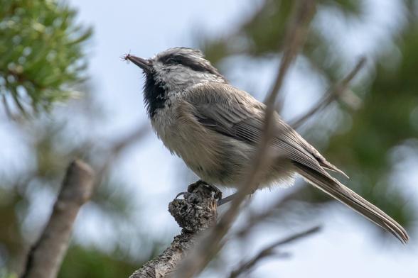 A Mountain Chickadee bird perched on a pine branch. It has a small winged insect in its beak.
