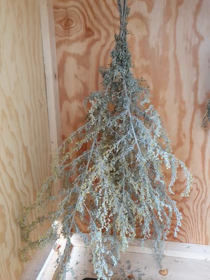 Getrocknetes Wermutkraut mit Blüten in einem Dörrschrank.