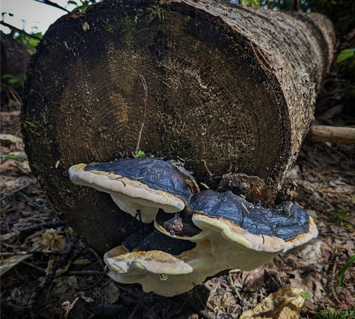 Fungi on end of a log