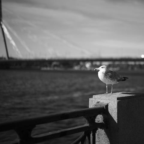 Seagull in the foreground, in Riga looking out over the river Daugava with the Vansu bridge in the background