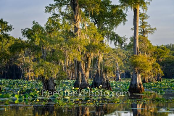 Lotus Flower Bloom in the Swamps of Caddo lake - Just after sun rise this area behind us lit up with all the lotus flowers and lily's blooming below this stand of cypress trees.