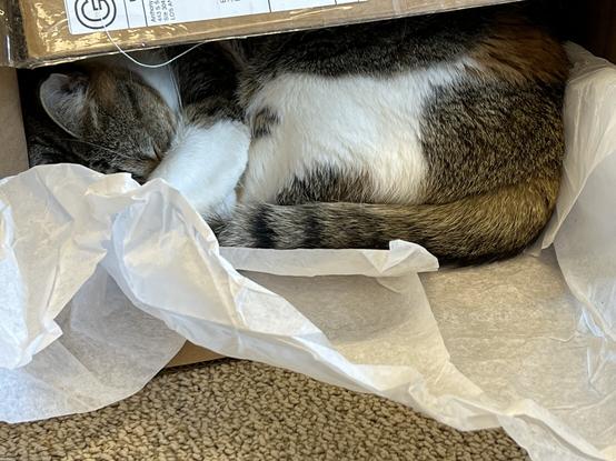 A short haired calico cat, curled up asleep in a cardboard box lined with white tissue paper.