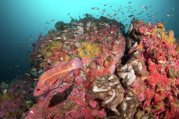 underwater pohoto of a coral reef with fish