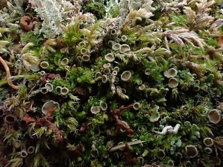 lichen with cups embedded in moss