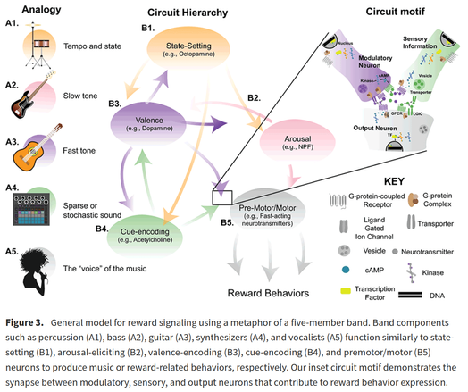 Figure 3. General model for reward signaling using a metaphor of a five-member band. Band components such as percussion (A1), bass (A2), guitar (A3), synthesizers (A4), and vocalists (A5) function similarly to state-setting (B1), arousal-eliciting (B2), valence-encoding (B3), cue-encoding (B4), and premotor/motor (B5) neurons to produce music or reward-related behaviors, respectively. Our inset circuit motif demonstrates the synapse between modulatory, sensory, and output neurons that contribute to reward behavior expression.