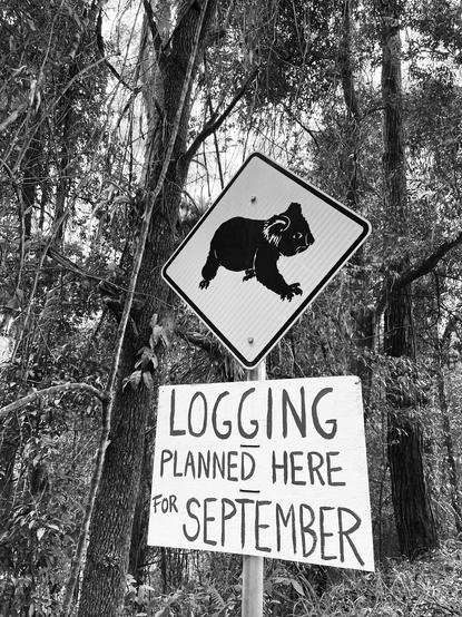 Logging koala habitat, Tuckers Nob SF, Bellingen