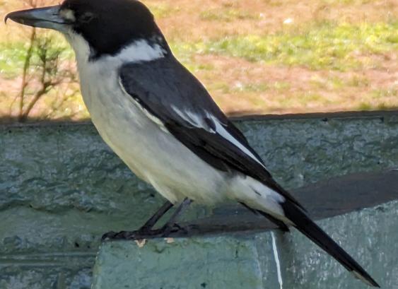 Butcher bird on a park bench watching me