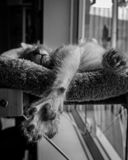 A black and white image. Shows a Lykoi cat lying on a window bed. The cat has its front legs stretching towards the viewer. One paw is turned showing the cat’s paw pads.