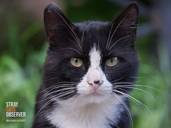 Close up portrait of a black and white cat