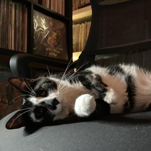 A tuxedo cat lying on his side on a chair with full record shelves in the background