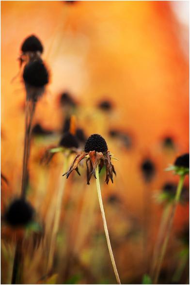 Avant-plan constitué de tiges de fleurs complètement fanées (probablement des rudbekias). Le fond est flou et d'un orange vif.