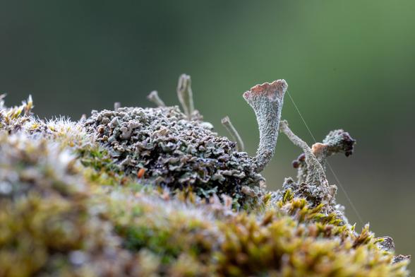Lichen, moss and fungi