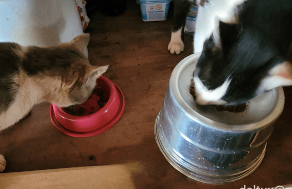 Two cats eating cat food, each on a bown.