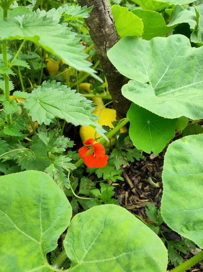 A yellow squash, hidden amongst lots of green leaves, plus a nasturtium flower and sone buttercup and nettle leaves.