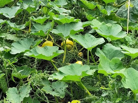 Yellow squash fruits amongst lots of green squash leaves.