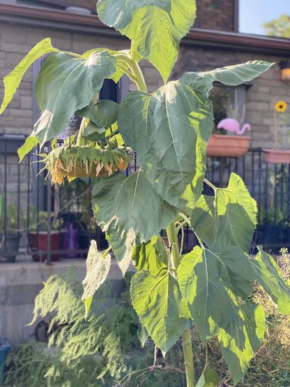 A 10-foot sunflower dangling its head as though completely exhausted or depressed.