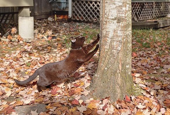 A black cat (Yams) sharpening her claws on a tree. She is rusting in the sun and the behindis covered in red and brown leaves.