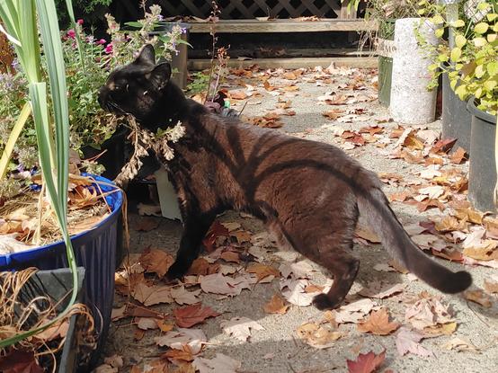 A black cat (Yams) smelling the catmint. The sun had rusted her to a chocolatey brown.