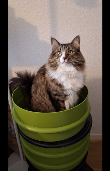 A lombricomposter with an empty green tank put on top of the black lid. My cat (brown and white, fluffy) has jumped right into the empty tank, looking at the camera. She's quite surprised because she's used to jump onto the black lid, she wasn't expecting the empty tank.

Un lombricomposteur avec des bacs vert clair et un couvercle noir. Un bac vert, propre et vide, est posé sur le couvercle. Mon chat (marron et blanc, poils longs) est assise dans cet étage vide du lombricomposteur, et elle regarde l'objectif d'un air surpris.
D'habitude elle saute directement sur le couvercle du composteur (oui c'est stable), elle ne s'attendait pas à ce que ce soit creux.