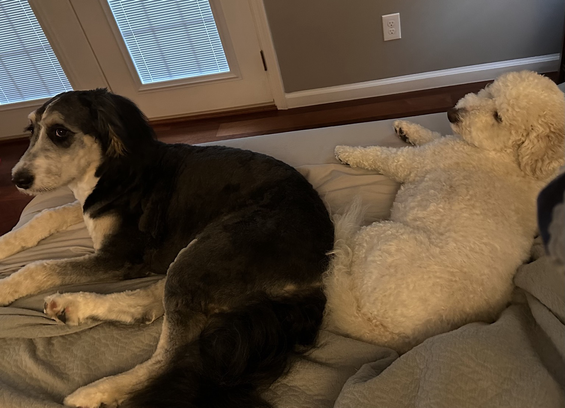 Annie the Beast (left, a black, tan, and white 70 pound Bernedoodle puppy with a buzzed haircut) laying on a queen sized bed with grey sheets cuddled against Eli (right, a 40 pound cream and tan mini double doodle)