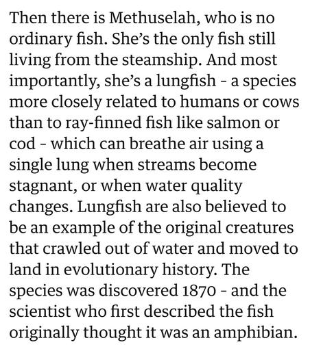 Then there is Methuselah, who is no ordinary fish. She’s the only fish still living from the steamship. And most importantly, she’s a lungfish - a species more closely related to humans or cows than to ray-finned fish like salmon or cod - which can breathe air using a single lung when streams become stagnant, or when water quality changes. Lungfish are also believed to be an example of the original creatures that crawled out of water and moved to land in evolutionary history. The species was discovered 1870 - and the scientist who first described the fish originally thought it was an amphibian.
