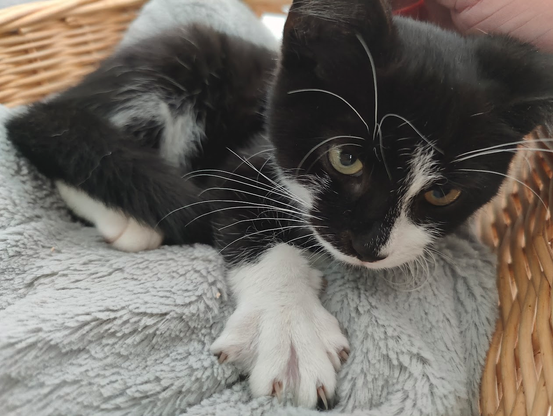 Cat, 4 months old, black with white spots. Stretching. Paw with claws visible.