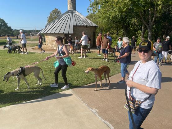 Greyounds and their owners starting the walk.
