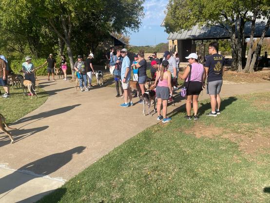 Line of greyhounds and their owners starting the walk.