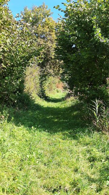 Een zonnig pad van gras met aan beide kanten struiken. Door de schaduw lijkt het of het rond loopt, een tunnel van groen.