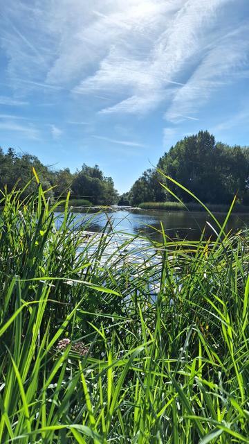 Doorkijkje tussen het riet over het water met bomen op de achtergrond en een blauwe lucht met wat witte sluierbewolking en de zon.