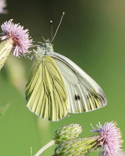 Ein heller Schmetterling sitzt in einer rosa Blüte. Der obere Teil der Flügel ist fast weiß, der untere eher grünlich. Die Flüge sind von leichten schwarzen Linien durchzogen. Am oberen äußeren Rand sind schwarz￼e Punkte.