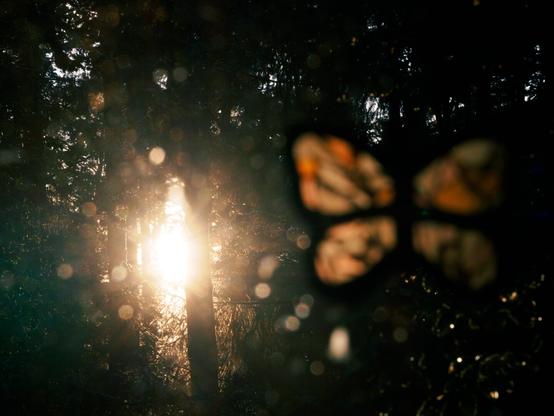 The image is mostly dark, but there is a very bright sunset between the trees on the left side. You can see some flaring because of particles. The right side has a paper butterfly that's being illuminated by the sun. The wings are have mostly autumn colours and are segmented. The outer lines of the butterfly are tick and black. To me it looks like a dream sequence.
