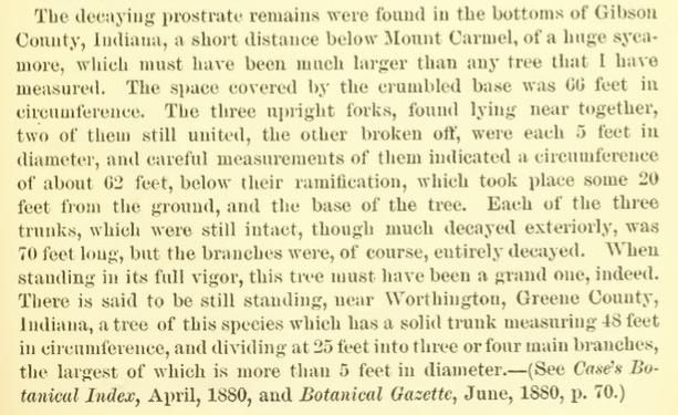 Text reading:

The decaying prostrate remains were found in the bottoms of Gibson County, Indiana, a short distance below Mount Carmel, of a luge syea more, which must have been much larger than any tree that I have measured. The space covered by the crumbled base was 66 feet in circumference. The three mpright forks, found lying near together, two of them still united, the other broken oft, were each 5 feet in diameter, and eareful measurements of them indicated a cireumference of about 62 feet, below their ramification, which took place some 20 feet from the ground, and the base of the tree. Each of the three trunks, which were still intact, though much decayed exteriorly, was 10 feet long, but the branches were, of course, entirely decayed. When standing in its full vigor, this tree must have been a grand one, indeed.
There is said to be still standing, near Worthington, Greene County, Indiana, a tree of this species which has a solid trunk measuring 48 feet in cireumference, and dividing at 25 feet into three or four main branches, the largest of which is more than 5 feet in diameter. (See Case's Botanical Index, April, 1880, and Botanical Gasette, June, 1850, p. T0.)