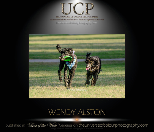 Two black dogs running side by side that are tired and having fun!
