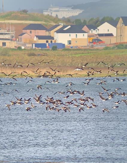 Flock of geese over water